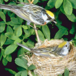 Nesting custody arrangements require mutual trust