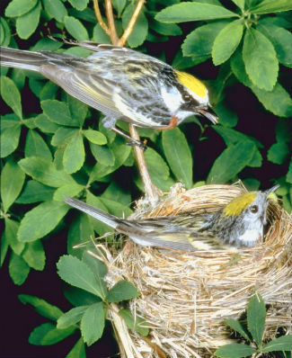 Nesting custody arrangements require mutual trust