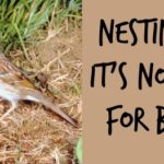 nesting after divorce | Divorce support | Since My Divorce