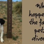 family pets in divorce | divorce support | Since My Divorce