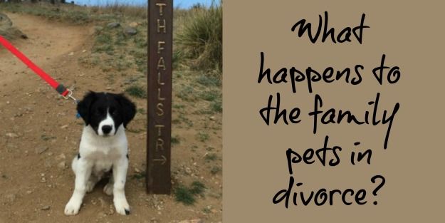 family pets in divorce | divorce support | Since My Divorce