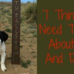 Pets and divorce | divorce support | Since My Divorce